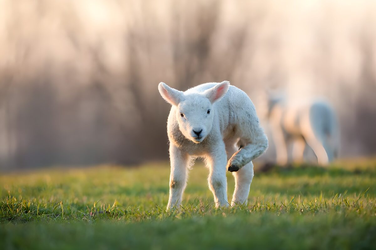 TPDE82310: weißes Lamm auf einer Weide mit gutem Gras
