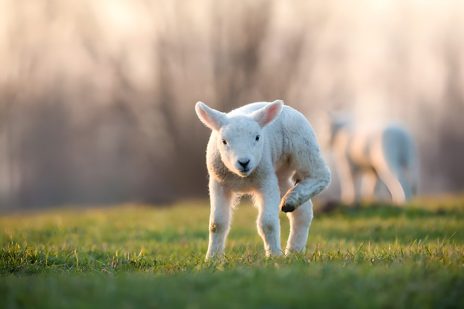 TPDE82310: weißes Lamm auf einer Weide mit gutem Gras