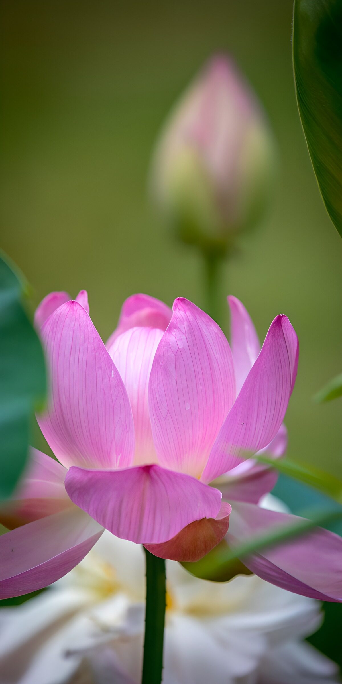 TPDE97797: Schöne Lotusblüte im Garten