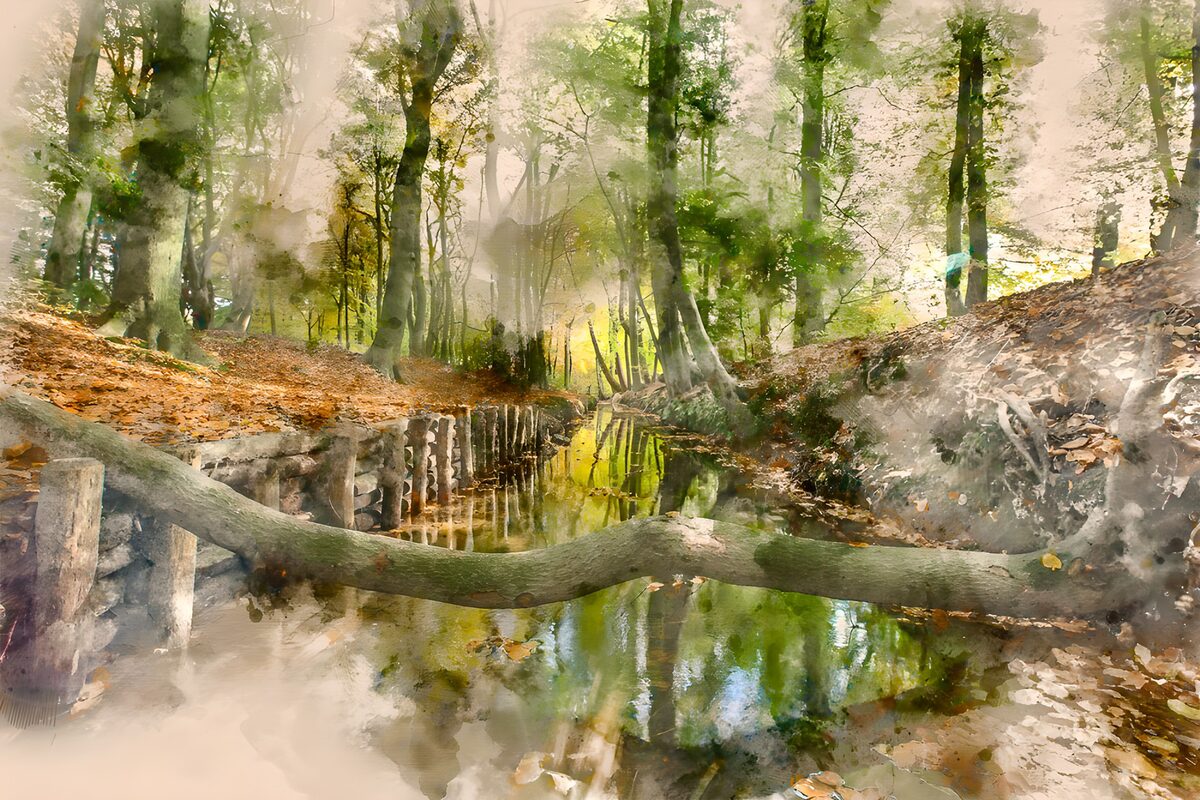 Malerische Waldlandschaft mit Wasserlauf