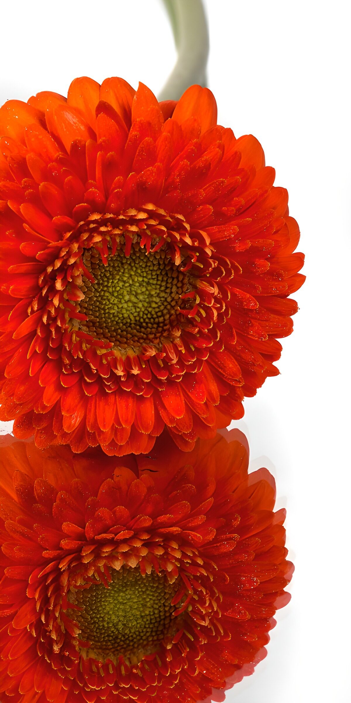 TPDE72262: Strahlende rote Gerbera mit Reflexion