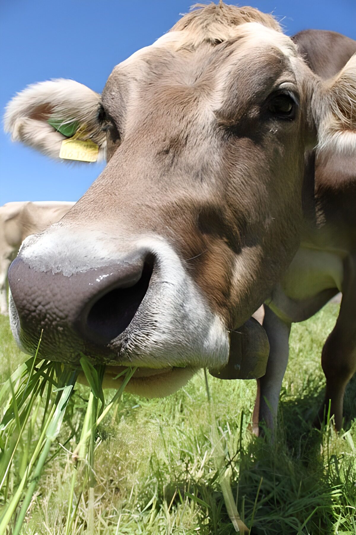 TPDE99154: Kuh, die Gras frißt