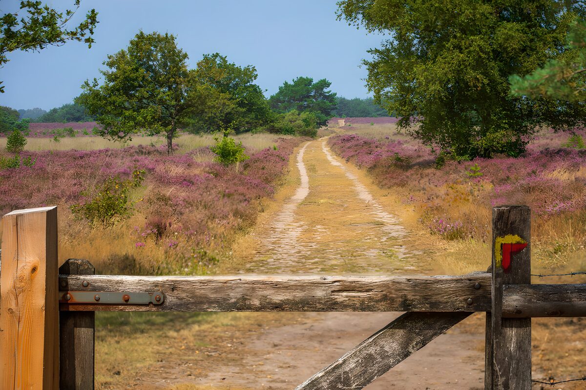 TPDE70410: Hübscher Weg durch die Heide