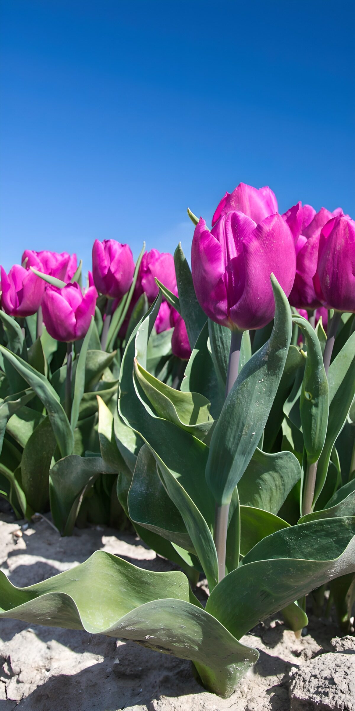 TPDE97014: Lila Tulpenfeld unter klarem Himmel