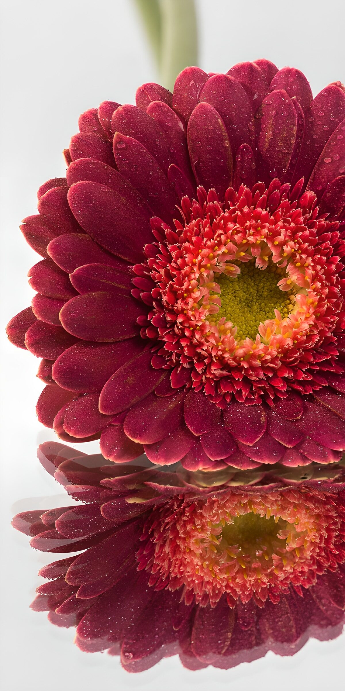 TPDE62023: Schöne rote Gerbera mit Spiegelung