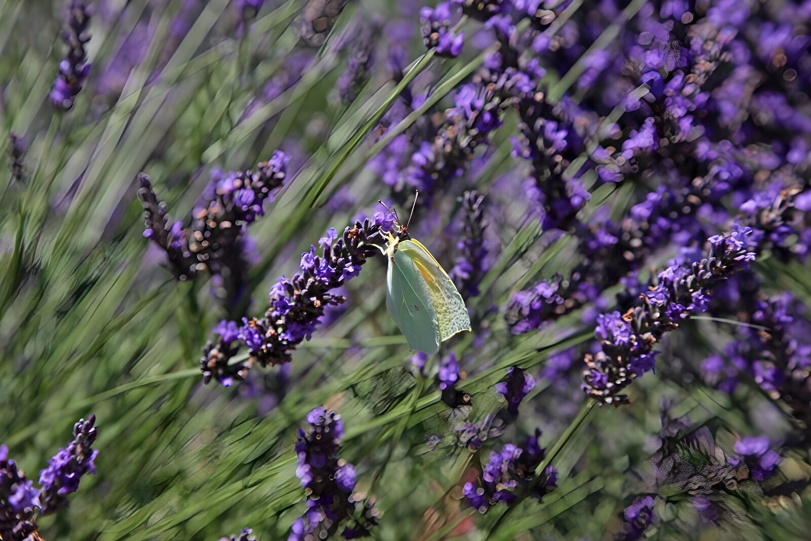 TPDE57593: Lavendel auch bei Schmetterlingen beliebt