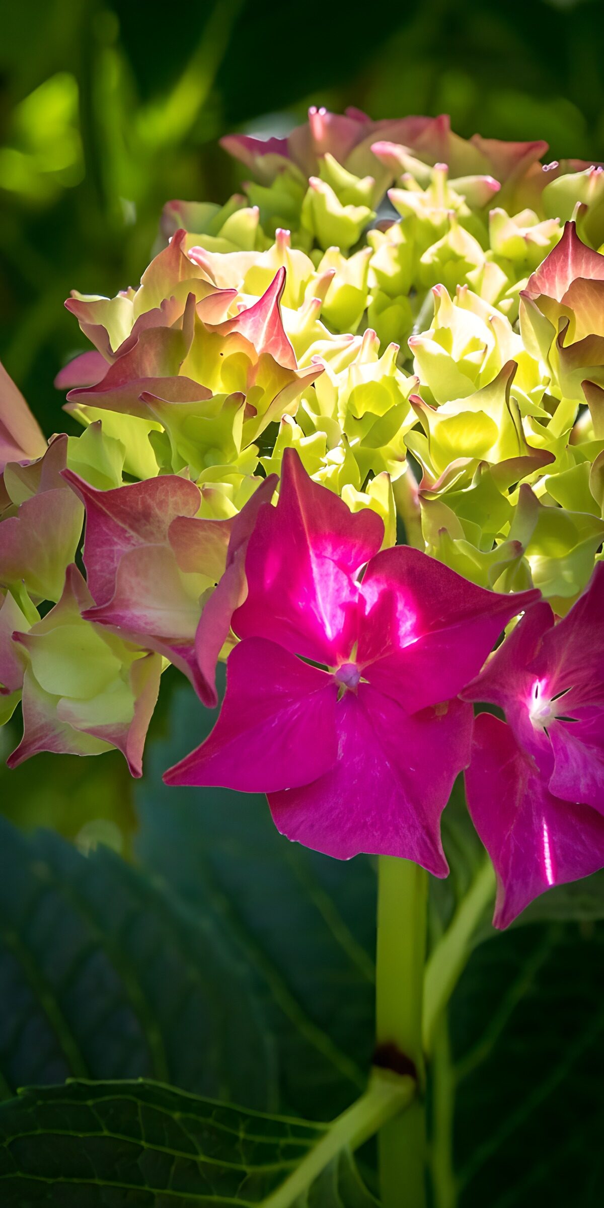 Farbenfrohe Hortensie im Garten