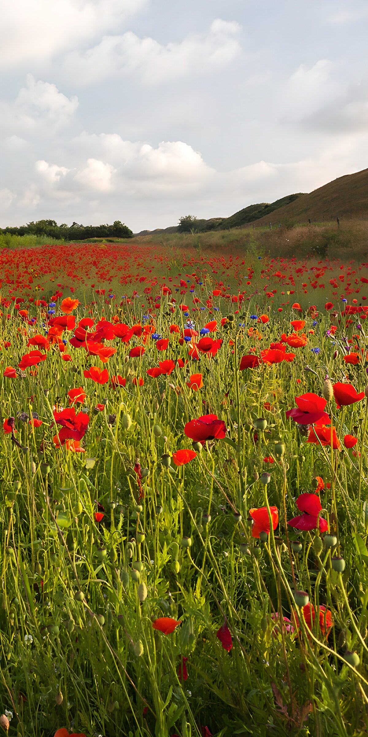 TPDE30472: Blühende Mohnfelder im Frühling