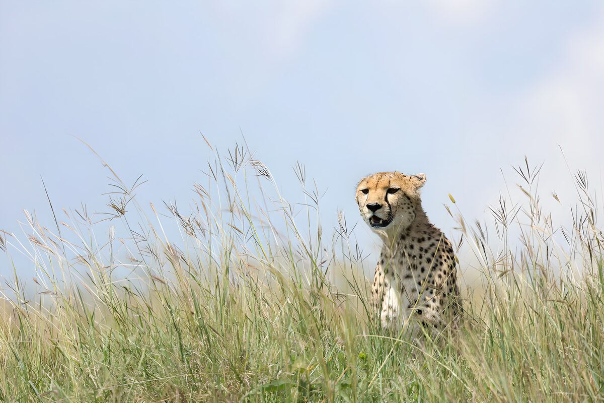 TPDE39449: Gepard in der Savanne