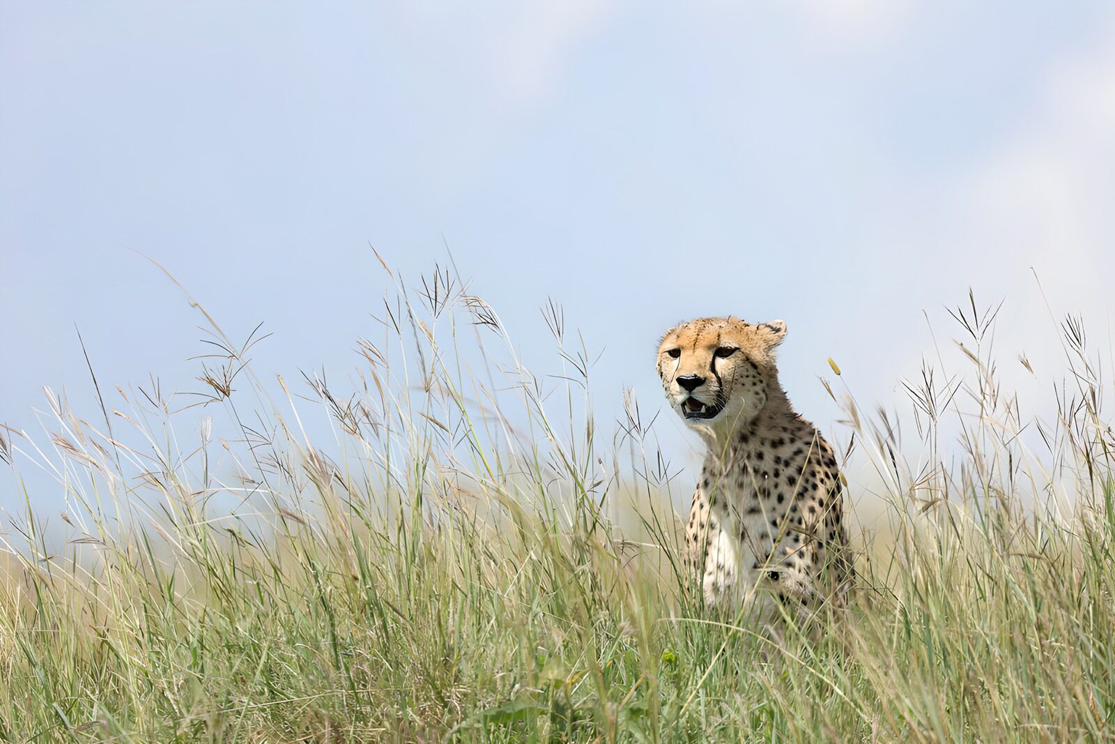 TPDE39449: Gepard in der Savanne