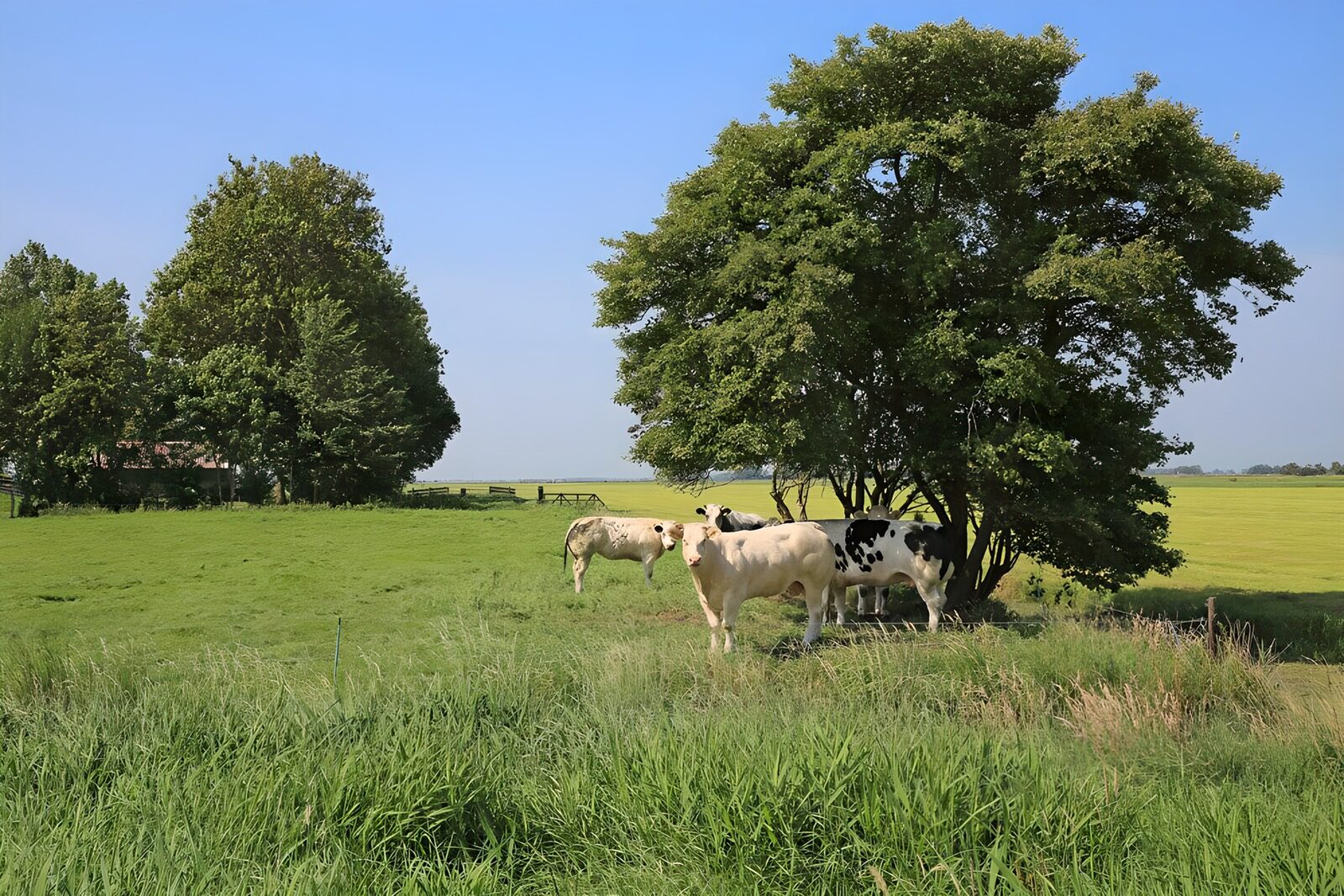 TPDE95121: Kühe bei einem Baum