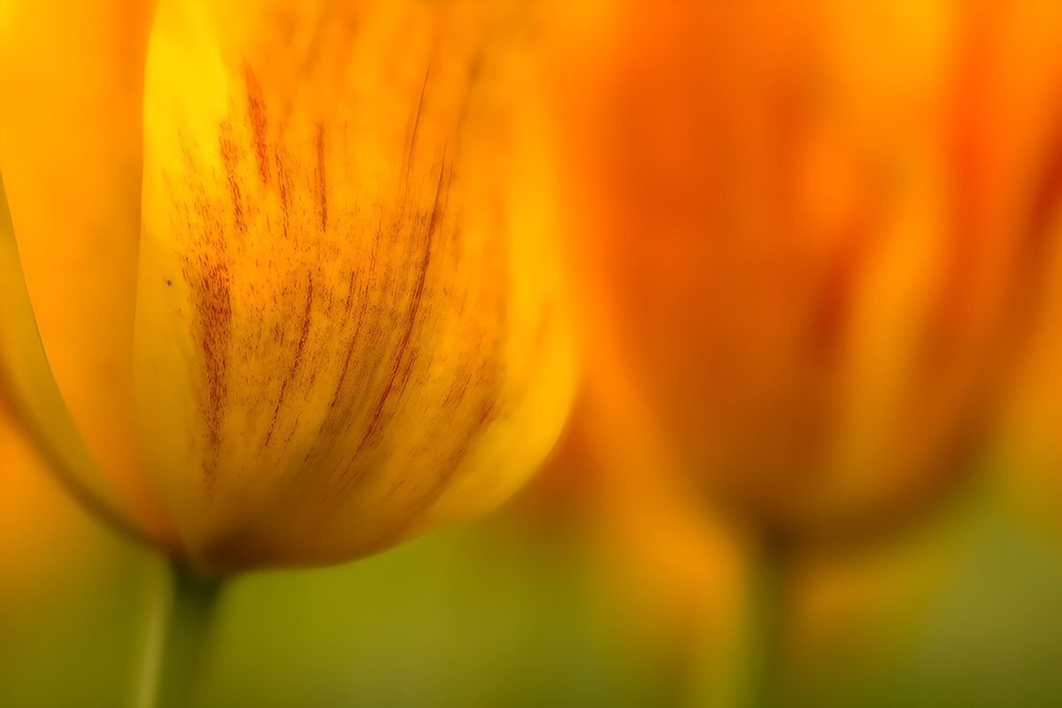 TPDE17881: Gelbe Tulpenblüten im Morgenlicht