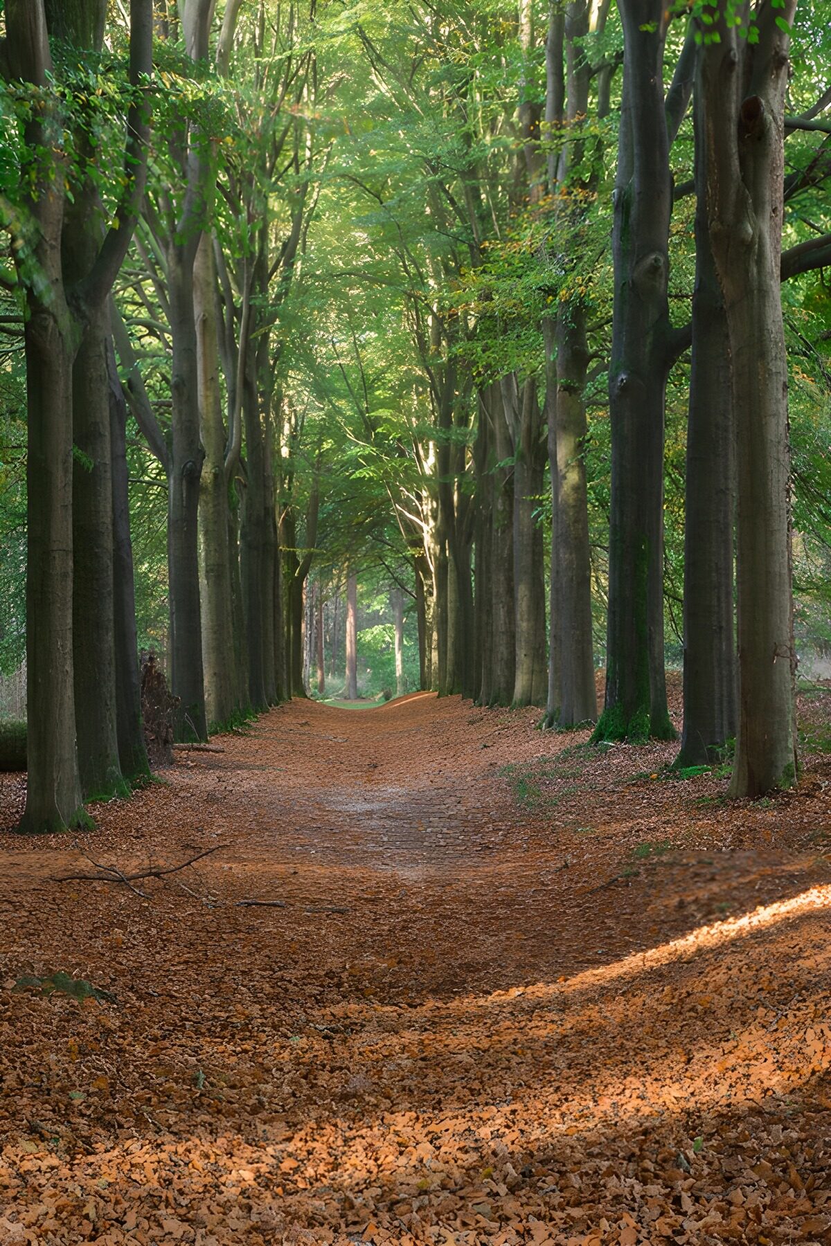 TPDE55219: Mystischer Waldweg im Herbst