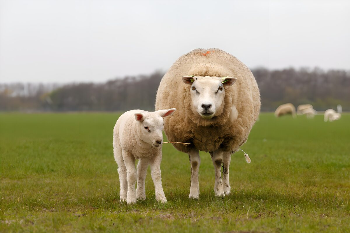 TPDE71289: Schafe auf der Wiese mit Lamm
