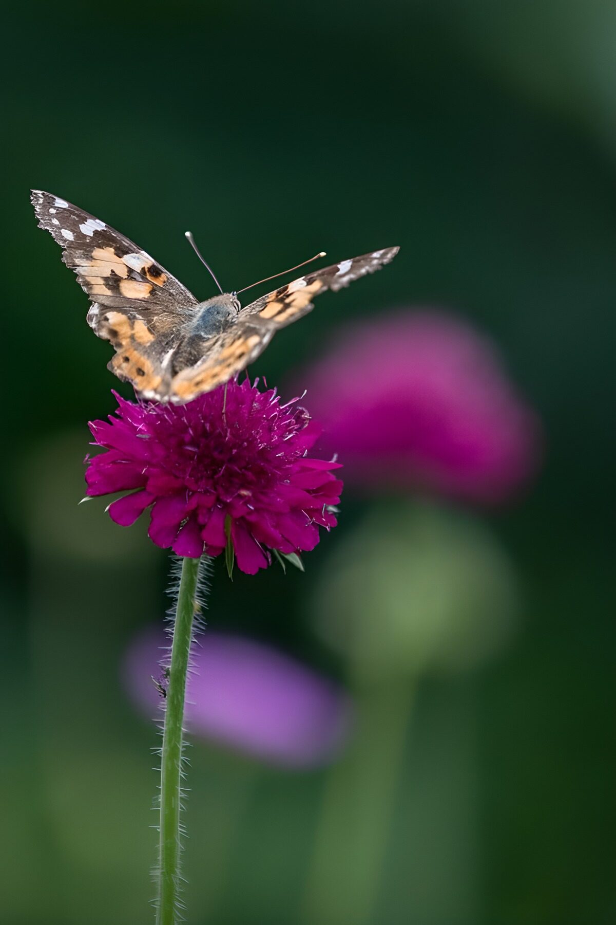 TPDE89465: Schmetterling auf blühender Blume