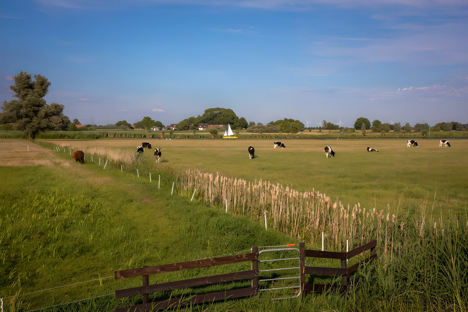 TPDE91919: Kuhweide unter blauem Himmel