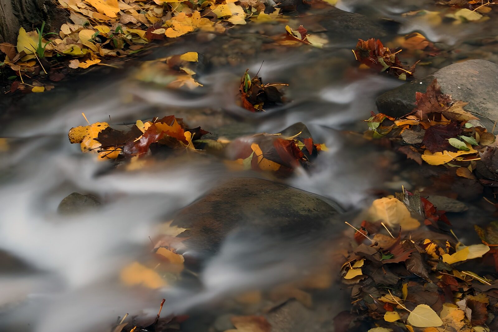 TPDE57287: Herbstblätter in einem Fluß