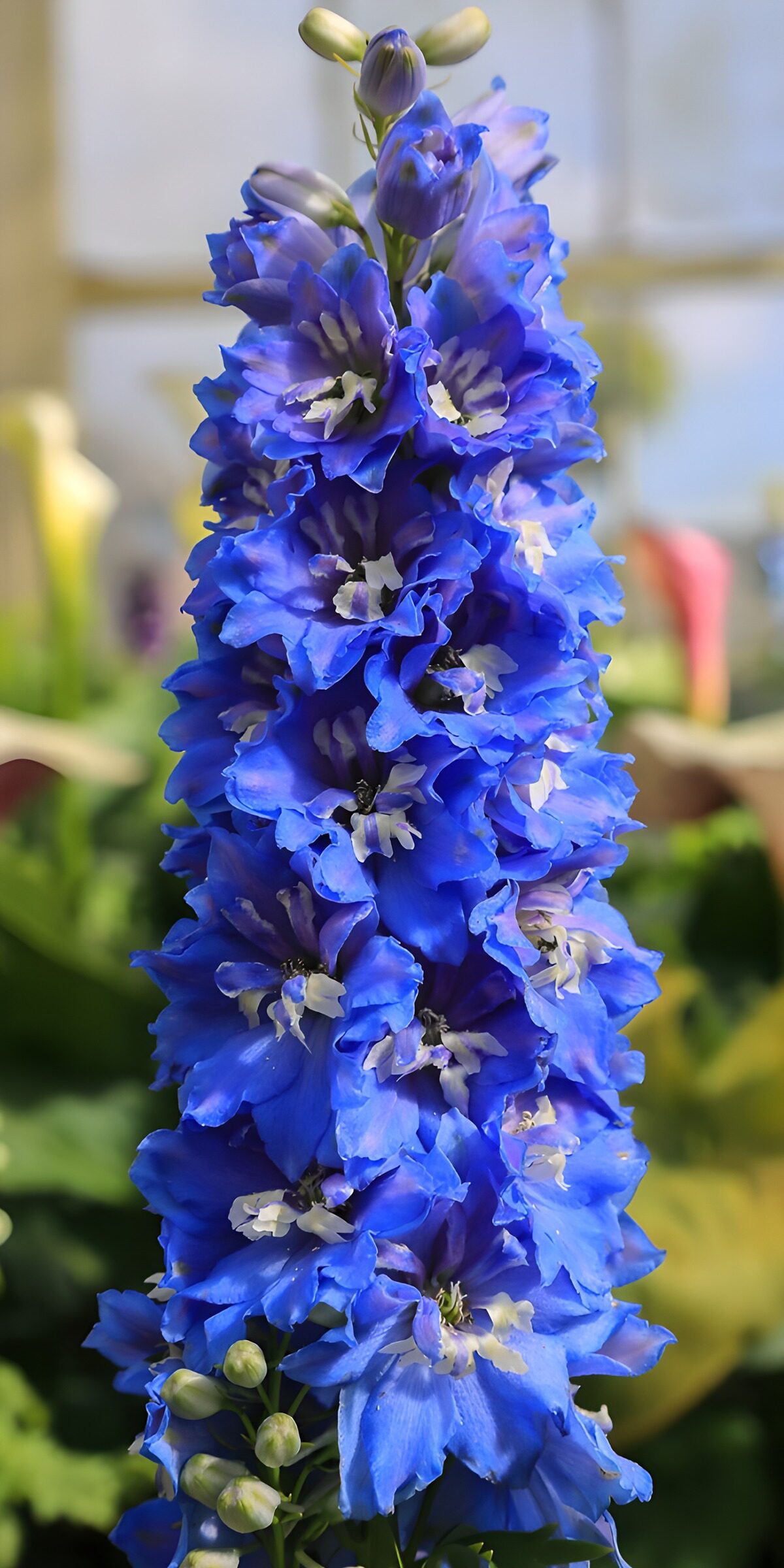 TPDE46468: Schöne blaue Ritterspornblüten