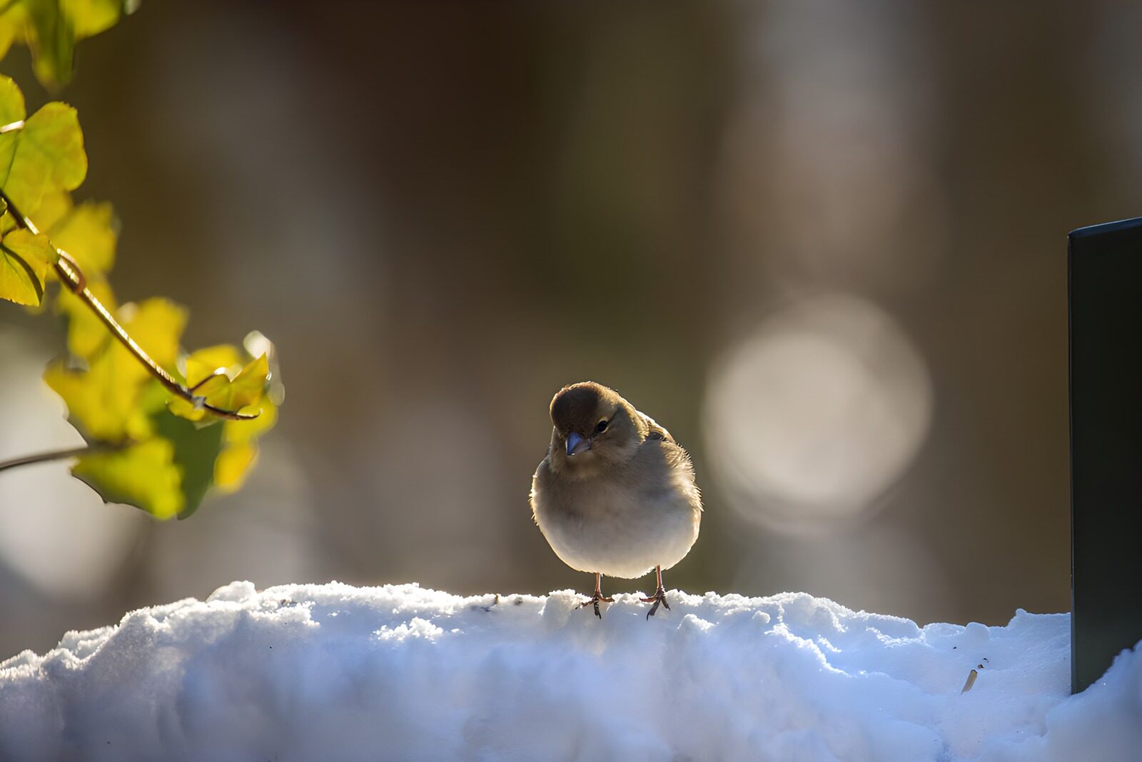 TPDE62869: Winternahrung für Vögel im Schnee