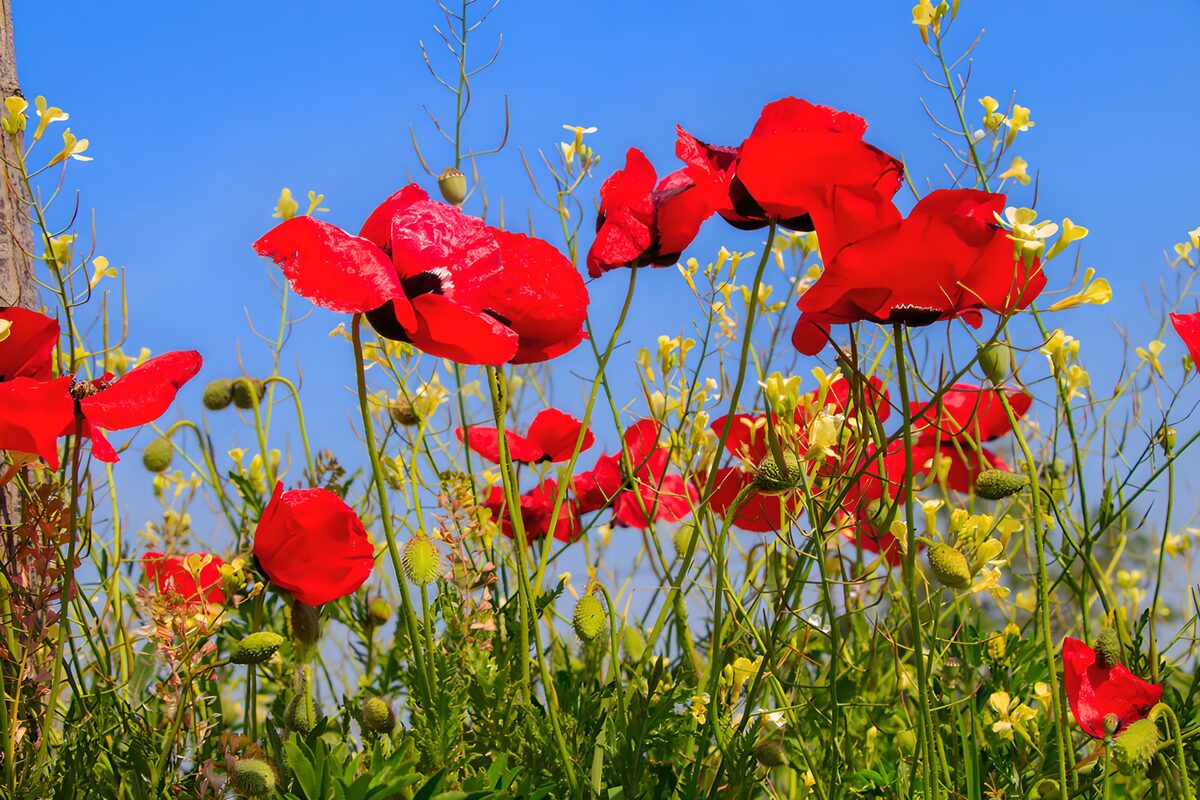 TPDE34300: Mohnblumen unter blauem Himmel