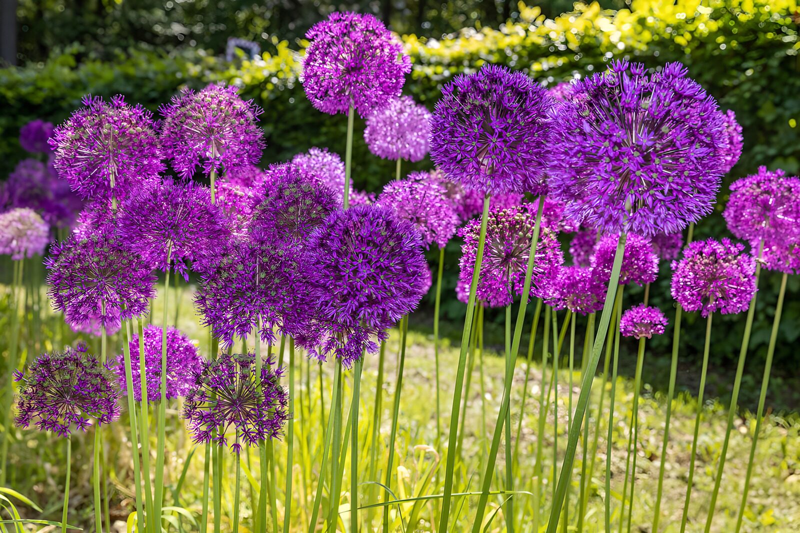TPDE16575: Lila Blüten im Garten
