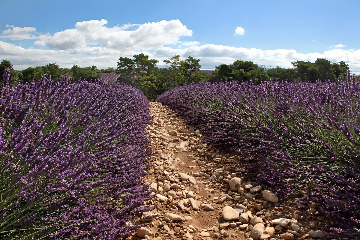 steiniger Sandweg durch Lavendelfelder