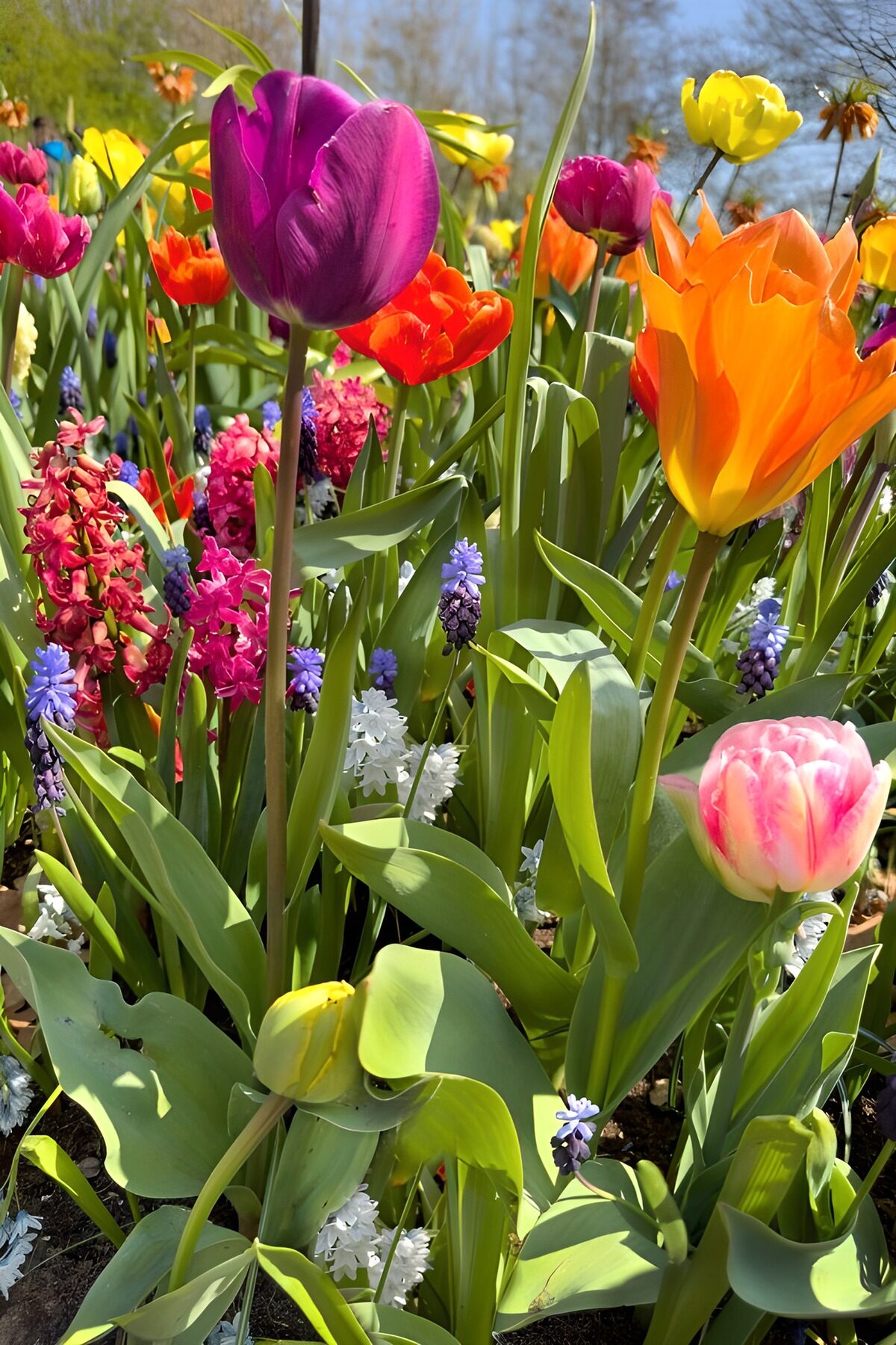 TPDE31323: Bunte Tulpen und Frühlingsblumen