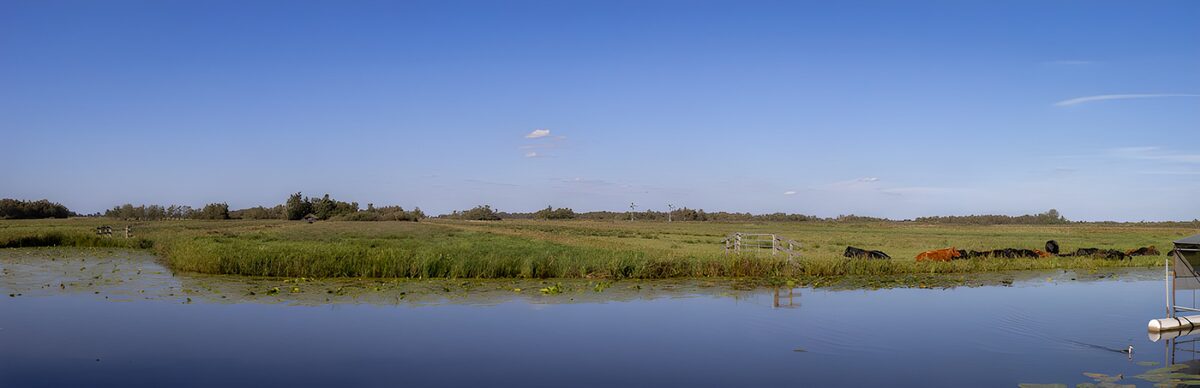 TPDE72626: Ruhige Landschaft mit Kühen und Wasser