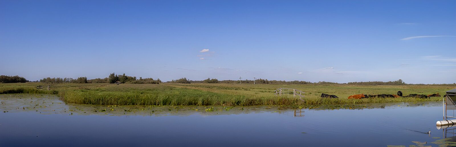 TPDE72626: Ruhige Landschaft mit Kühen und Wasser