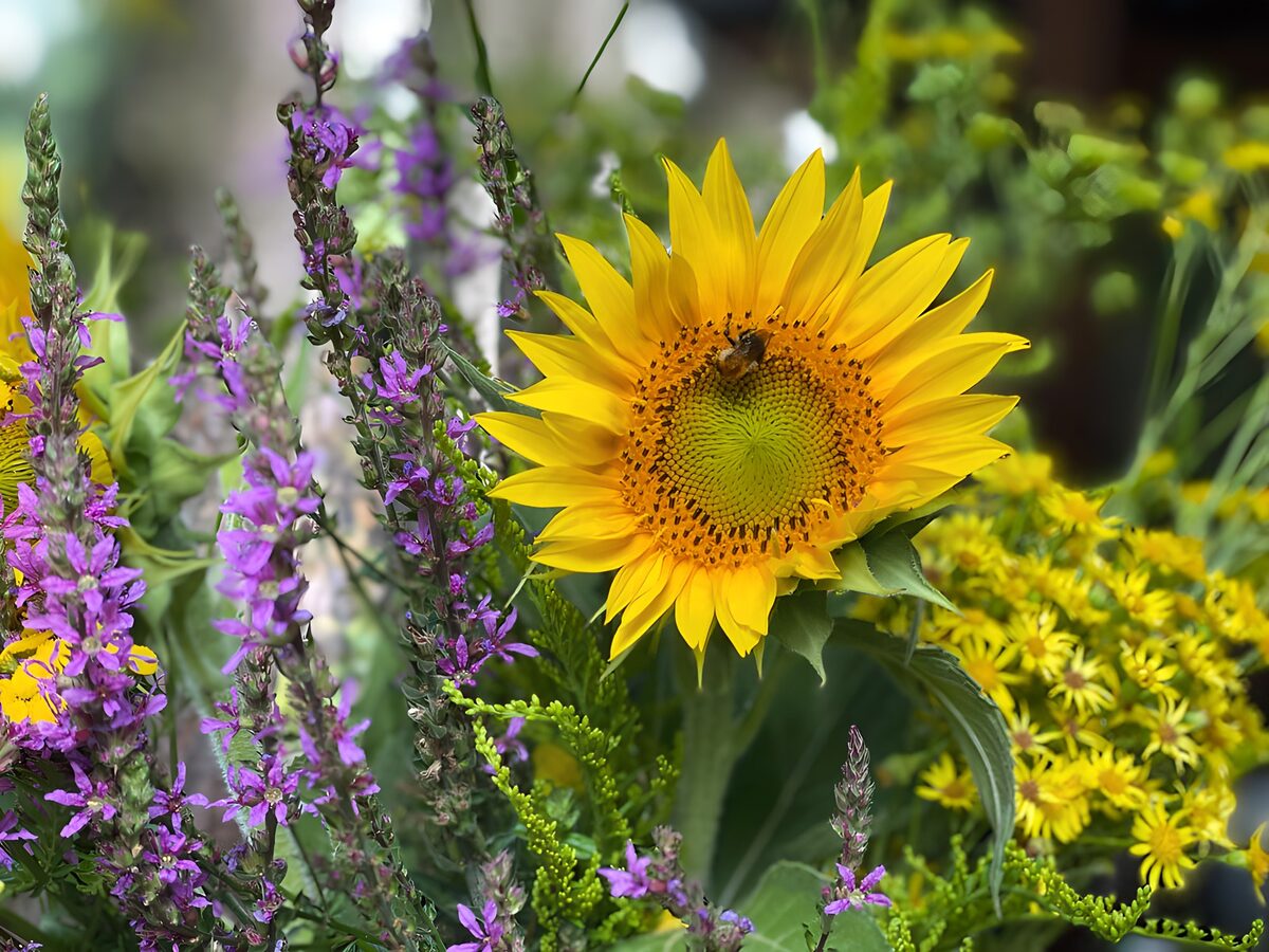 TPDE99621: Sonnenblume im Wildblumenstrauß