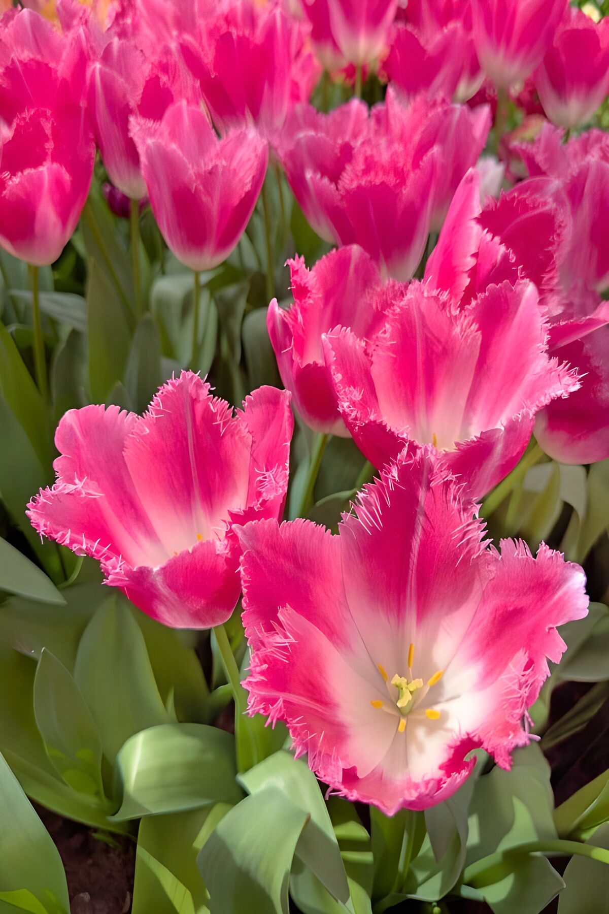 TPDE33323: Frühlingshafte pinkfarbene Tulpen