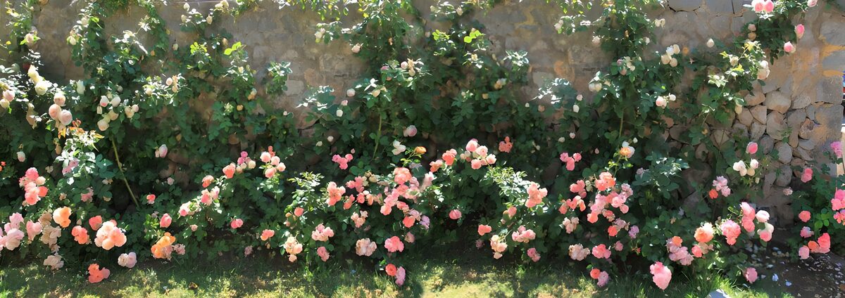 TPDE14670: Rosen an einer Mauer entlang