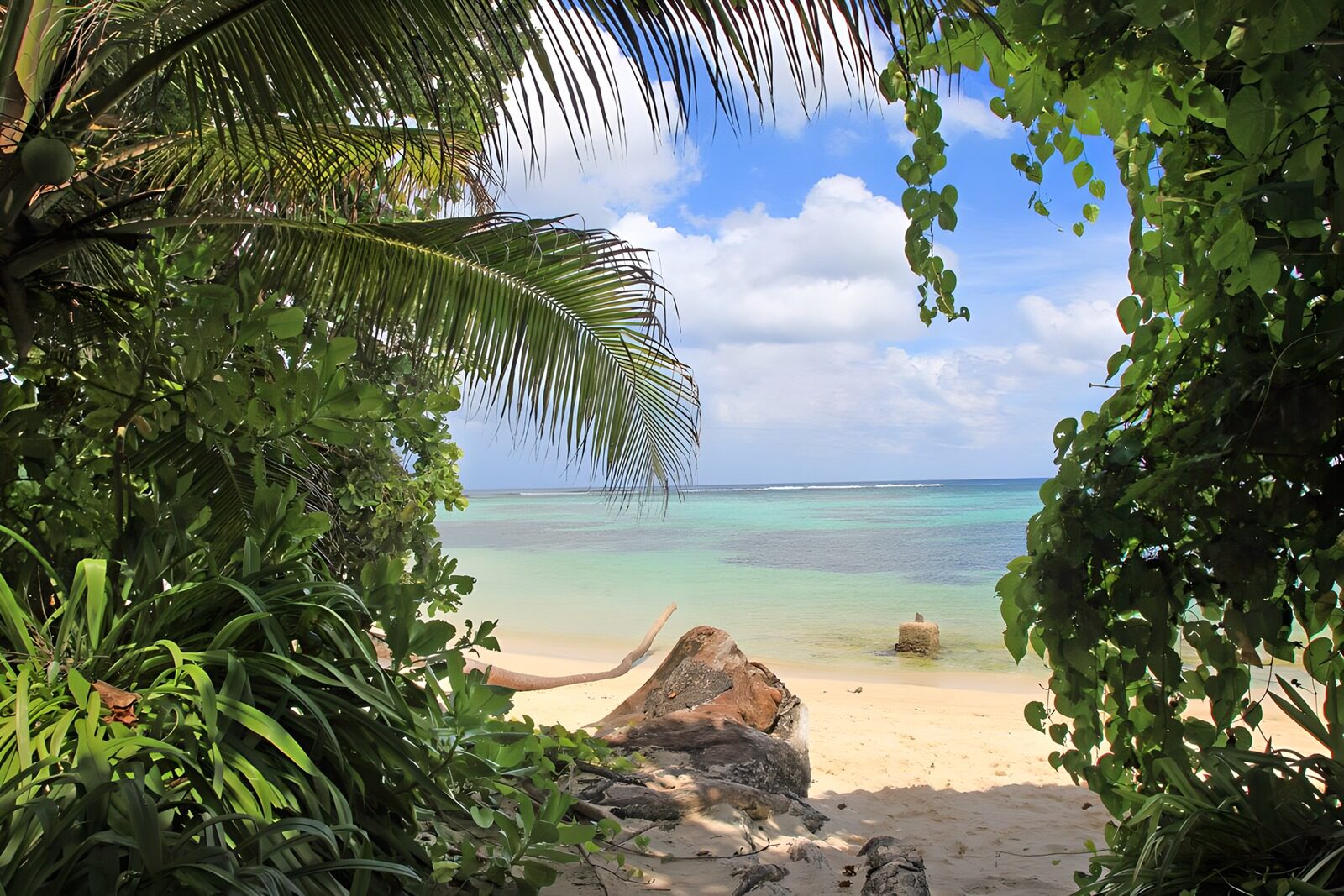 TPDE75660: tropische Vegetation am Strand