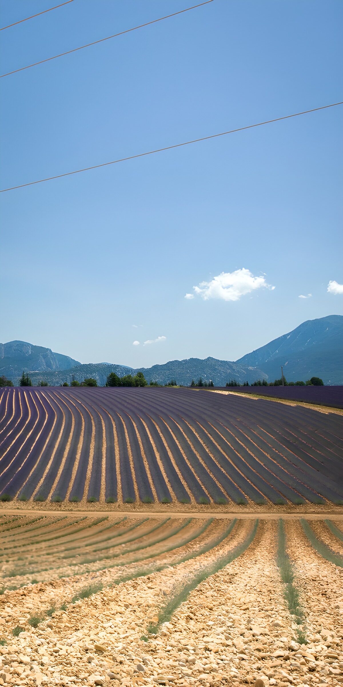 TPDE52905: Lavendelfelder unter blauem Himmel