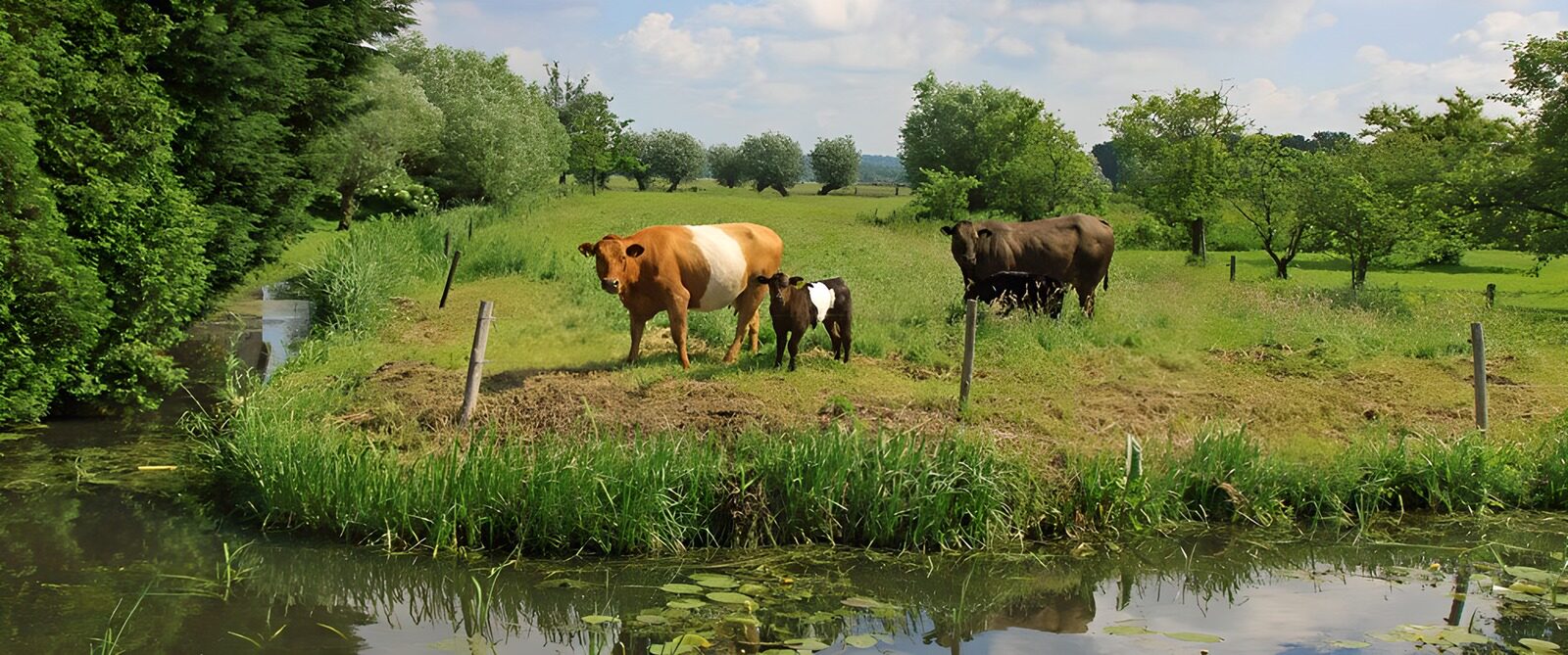 TPDE40625: Unterschiedeliche bunte Kühe auf der Weide  an einem Bach