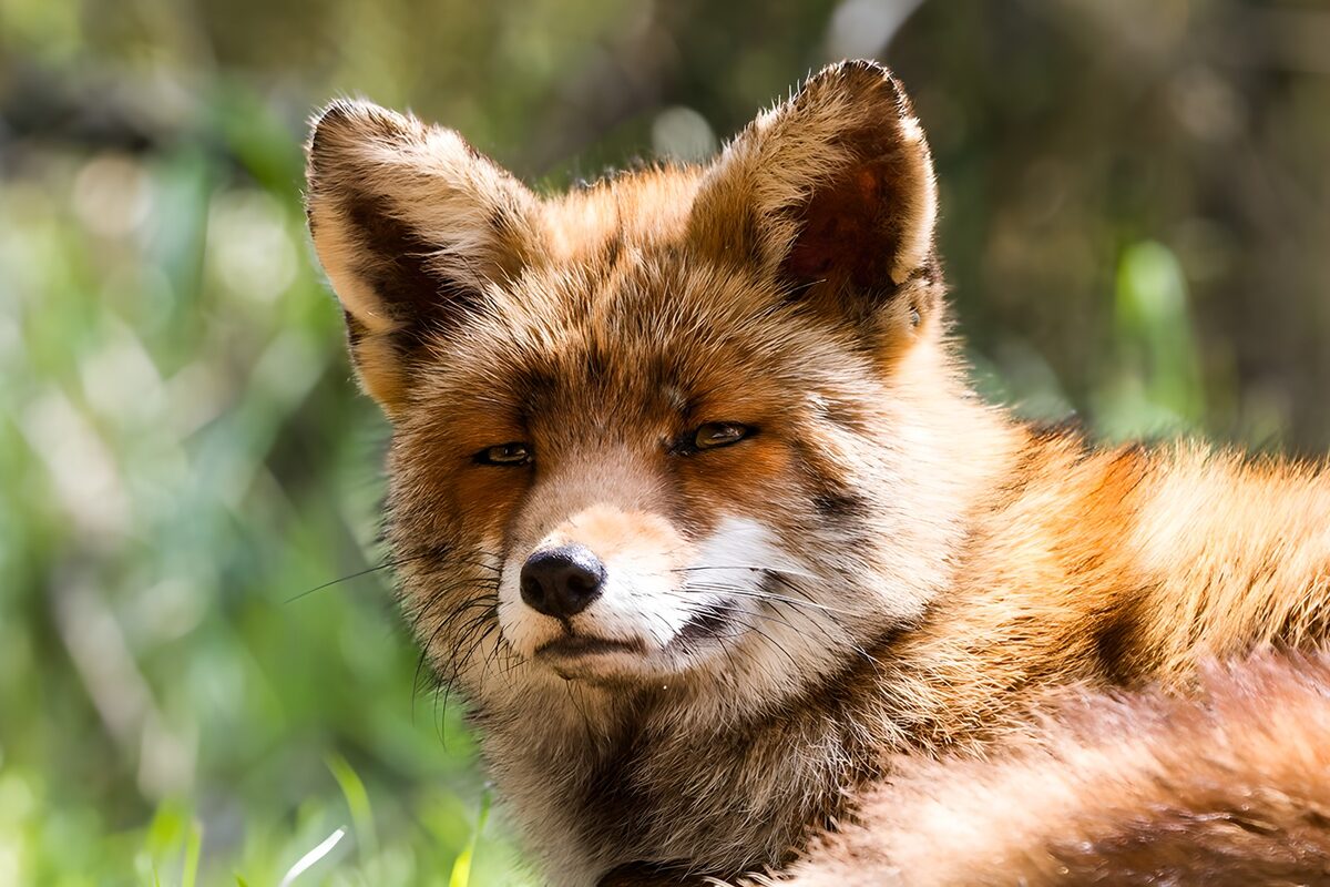ein Fuchs döst vor sich hin
