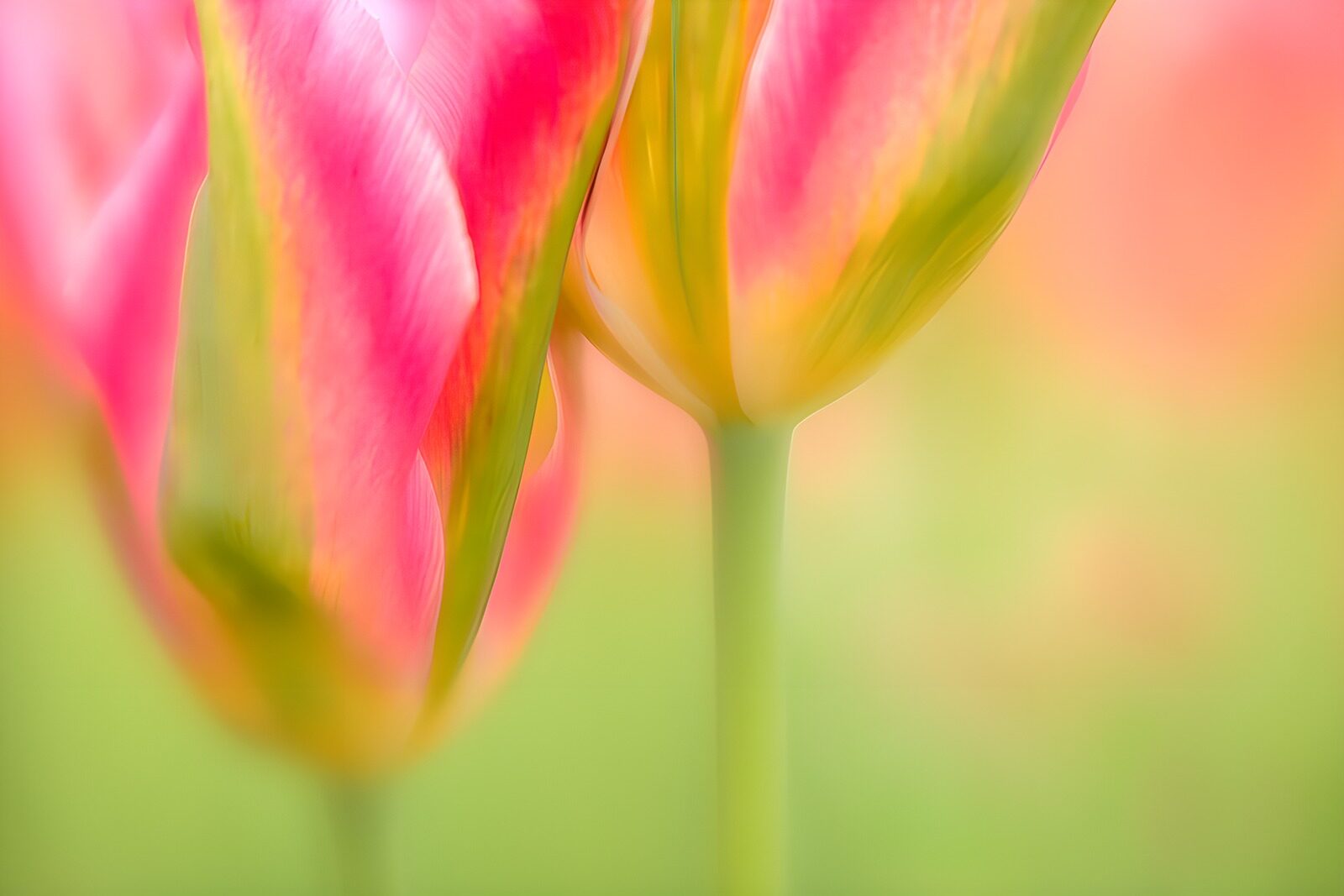 TPDE68452: Sanfte Farben der Tulpenblüten