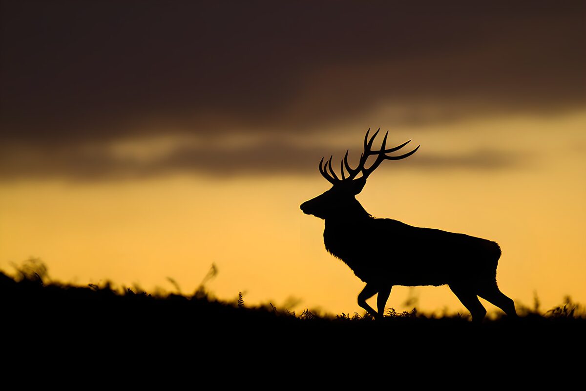 Hirschsilhouette bei Sonnenuntergang