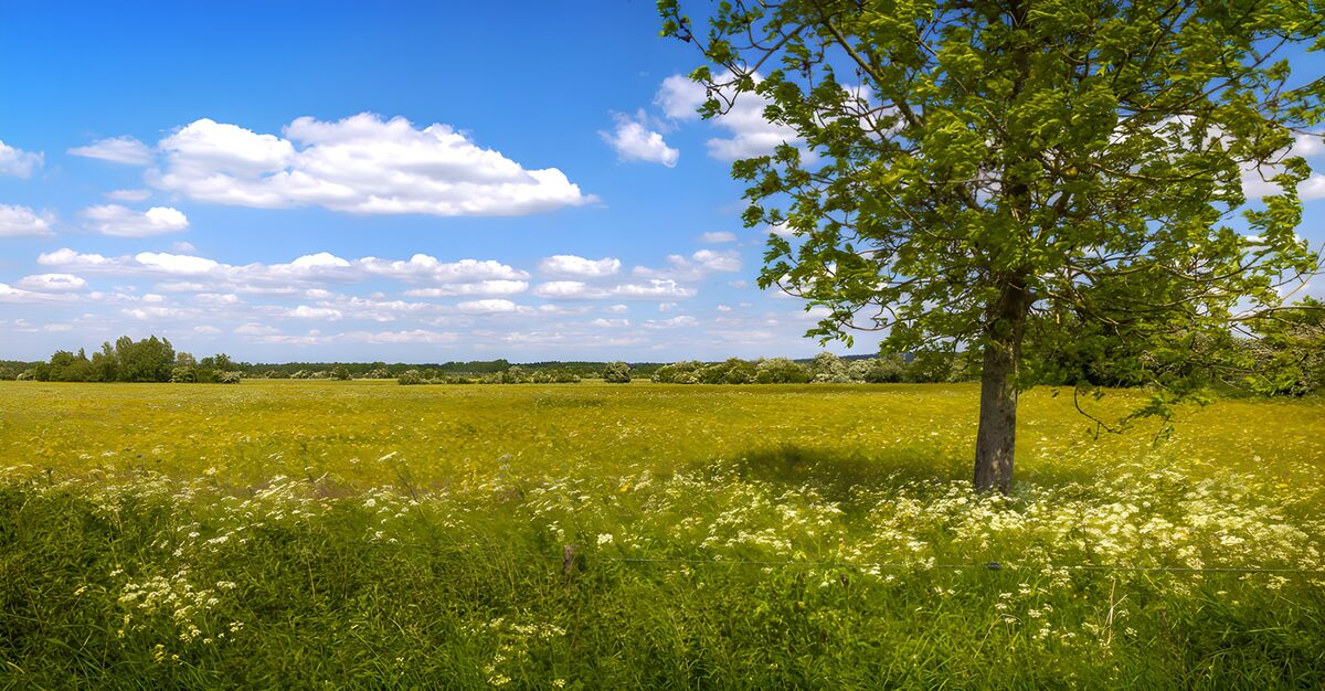 TPDE57459: Blühende Wiese unter blauem Himmel