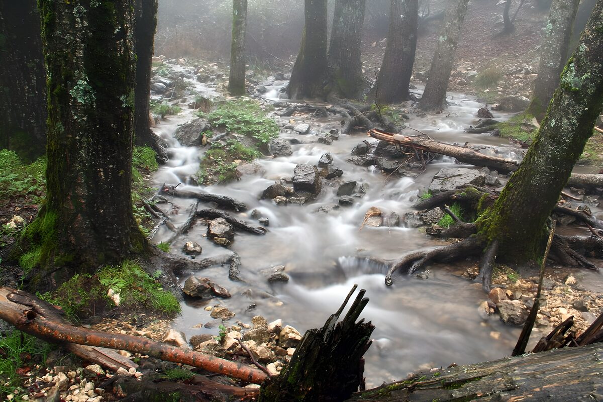 TPDE77315: Stromschnellen im neblichen Wald