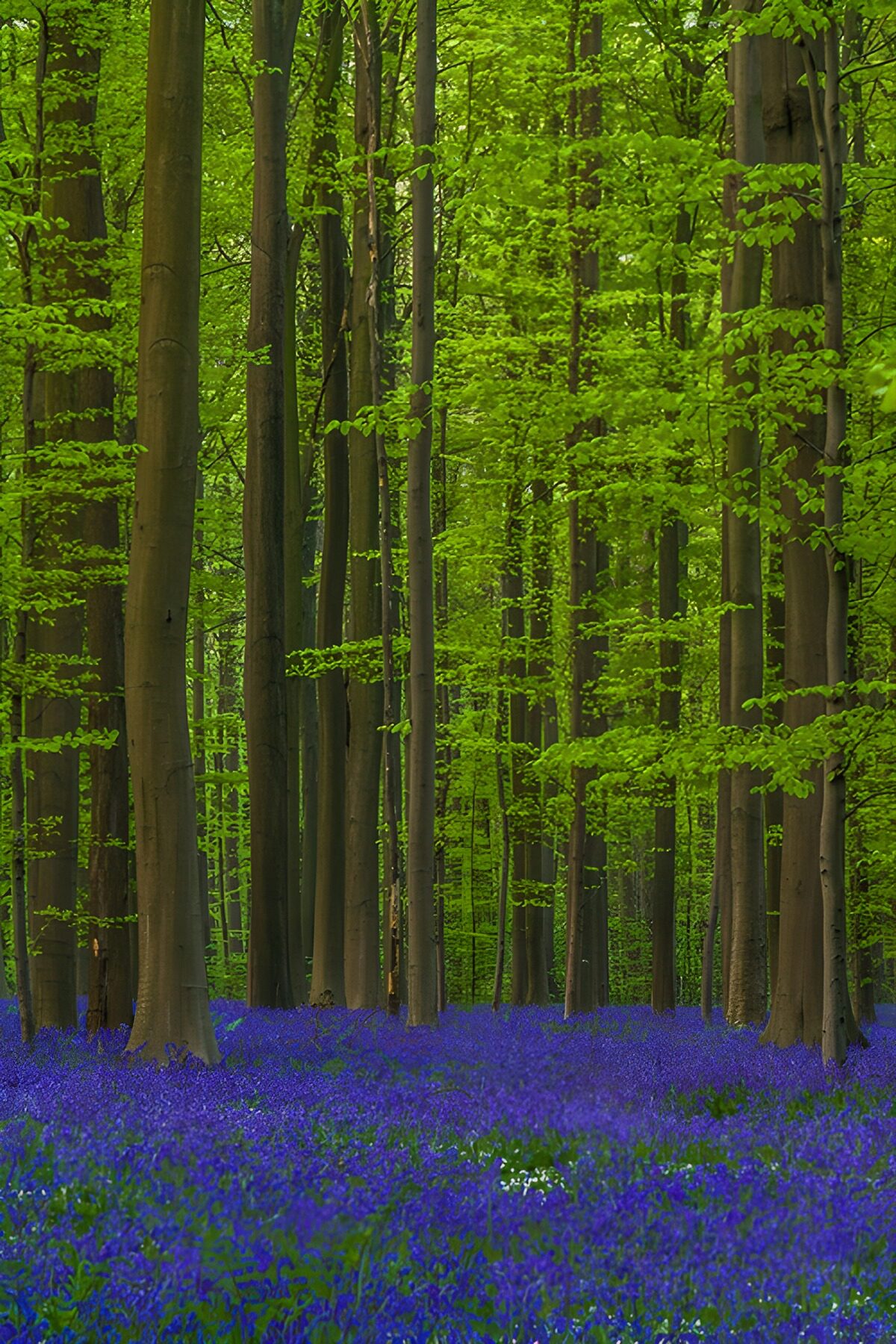 TPDE53602: Blühende Wälder im Frühling