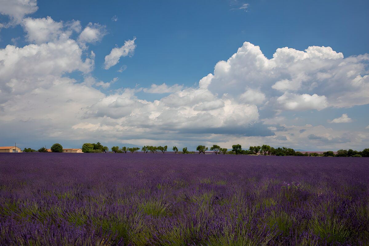 TPDE27568: Lavendelfelder unter dramatischem Himmel