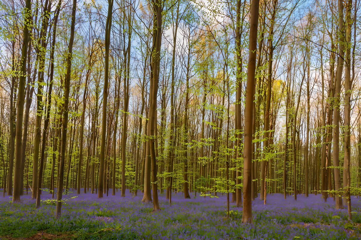 TPDE19966: Blühender Wald im Frühling