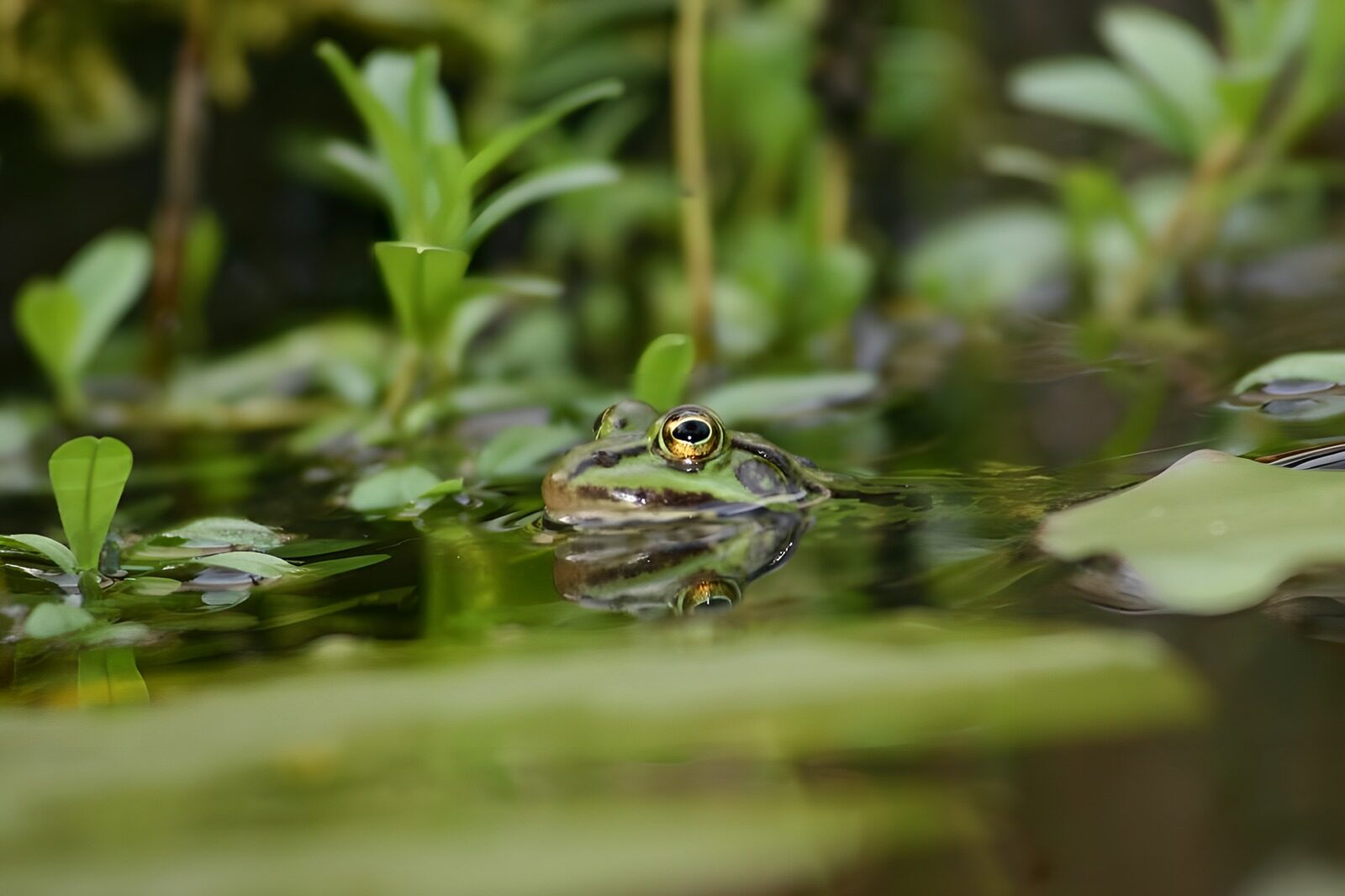 TPDE39394: Frosch in einem Teich