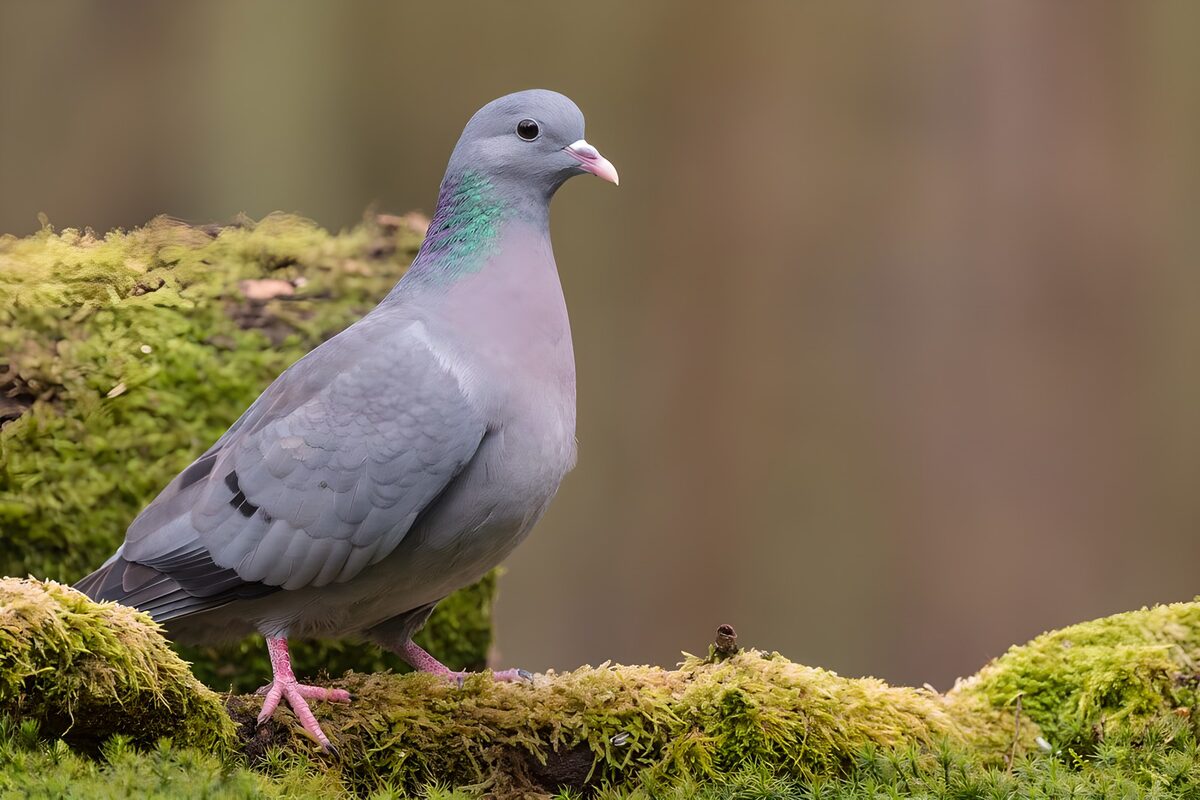 TPDE49721: graublaue Taube auf Moos im Wald