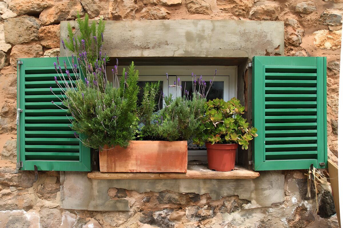 TPDE72727: Fenster mit grünen Fensterläden und Pflanzen