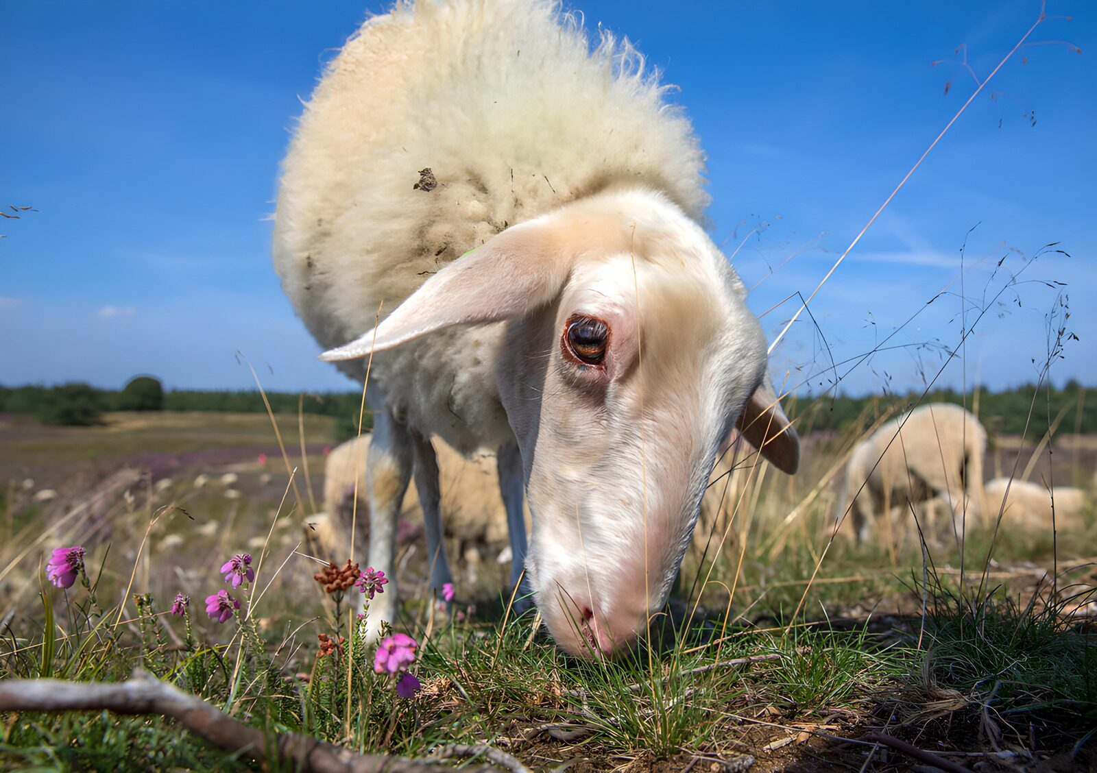 TPDE13896: Schaf beim Grasen im Grünen