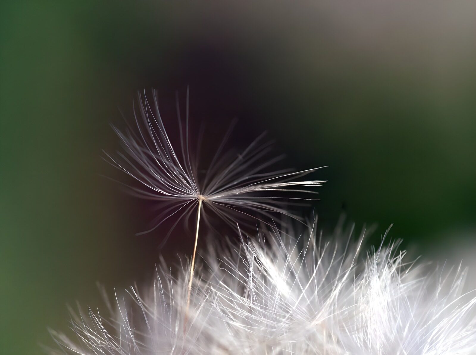 TPDE19237:  Flugsamen der Pusteblume