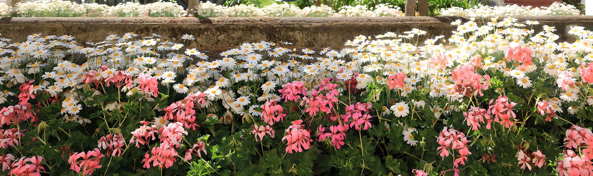 TPDE81524: Bunte Blumenwiese im Sonnenschein