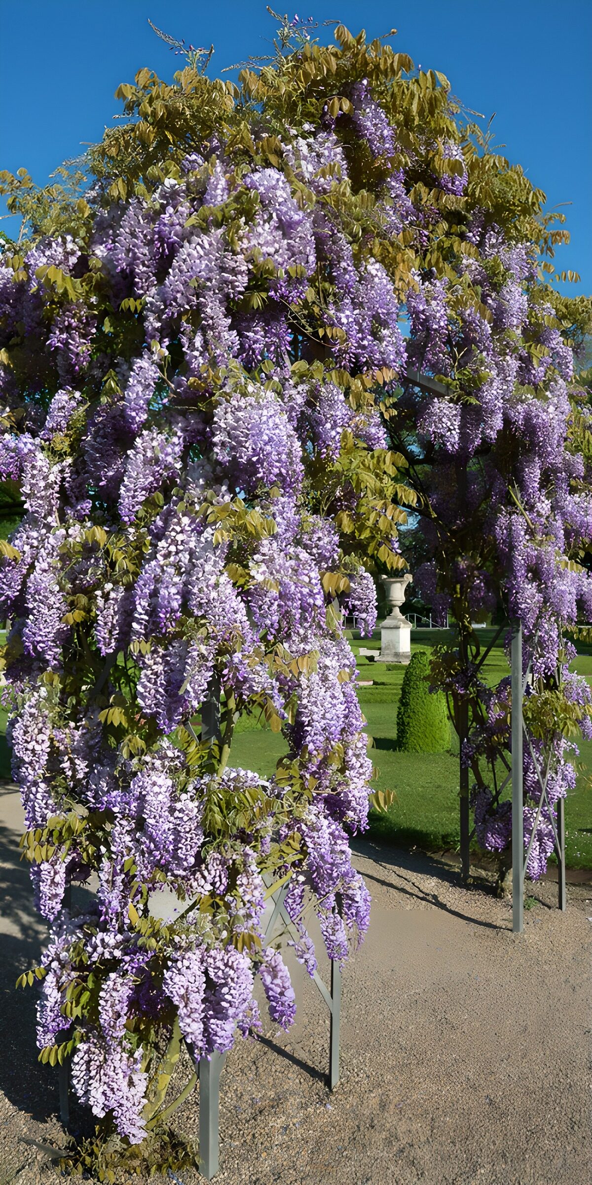TPDE11015: Wisteria in voller Blüte